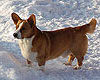 Red and white welsh corgi cardigan Rodwell FLASH OF FIRE