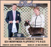 Welsh corgi cardigan Merrymoon Pluperfect P's N Q's