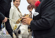 Щенки корги кардигана Жакарди на монопородной выставке Уэльский пастух 2013
