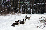Вельш корги кардиганы питомника Жакарди гуляют по зимнему лесу, Москва