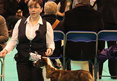 Вельш корги кардиганы на выставке собак CRUFTS 2013