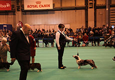 Вельш корги кардиганы на выставке собак CRUFTS 2013