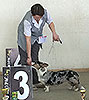 Мраморный щенок вельш корги кардигана Жакарди АРАБЕСКА на выставке
