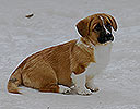 Welsh corgi cardigan puppy red Zhacardi GEMMA