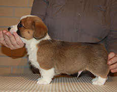 Welsh corgi cardigan puppy red&white boy Zhacardi ZHAK